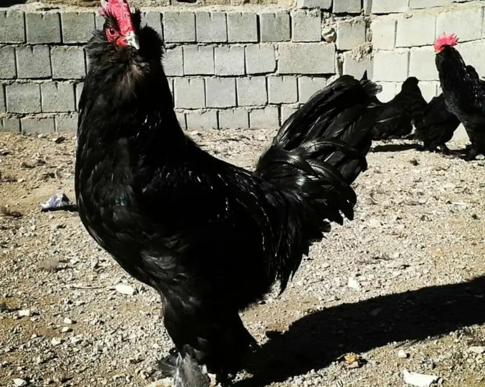 تخممرغ نطفهدار مرندی و پلیموت راک|حیوانات مزرعه|تهران, افسریه شمالی|دیوار