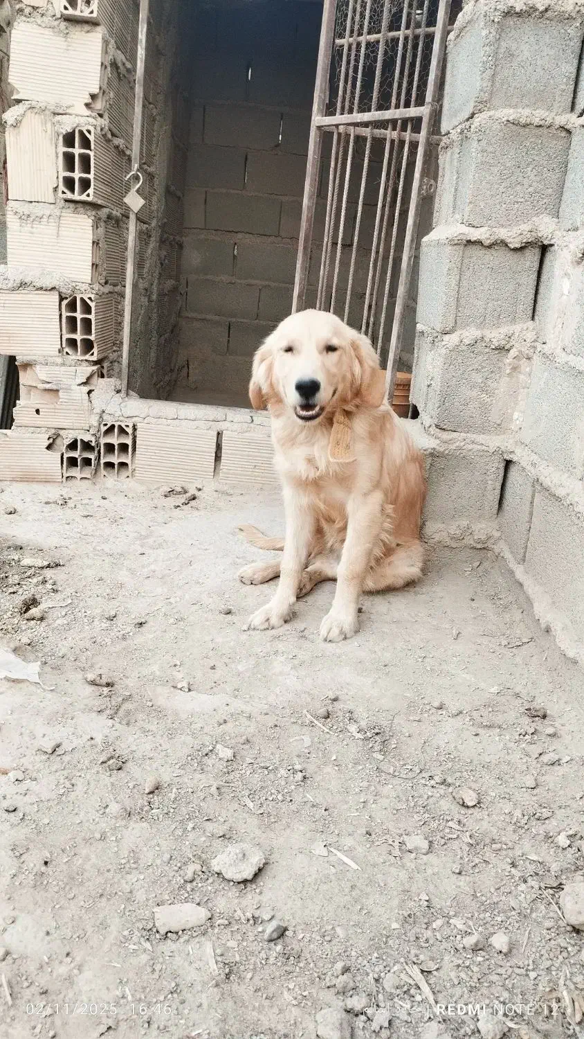 واگذاری گلدن واگذاری|سگ|قرچک, پویینک|دیوار