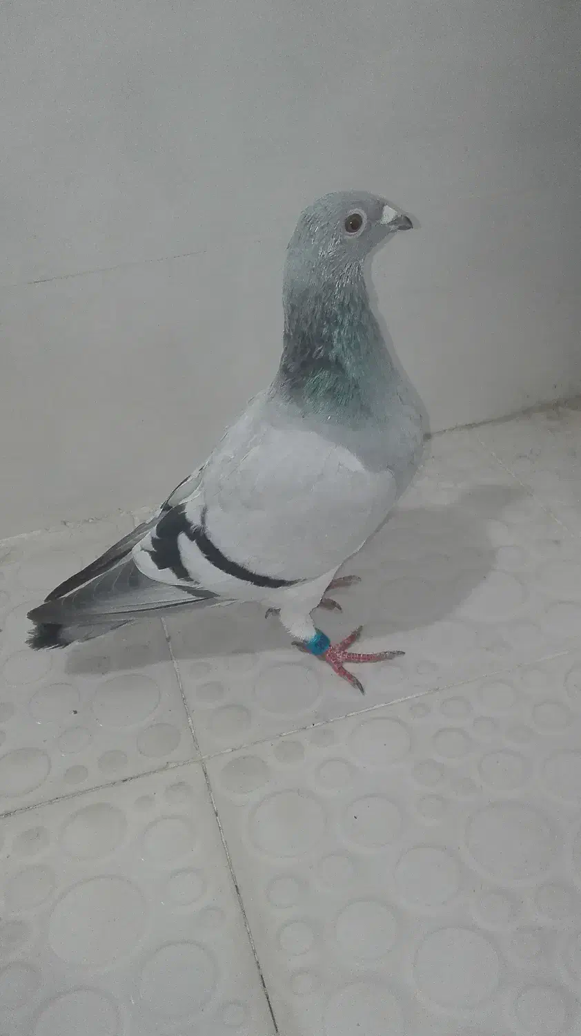 فروشی یامعاوضه هم دارم باپرنده|بدلیجات|برازجان, |دیوار