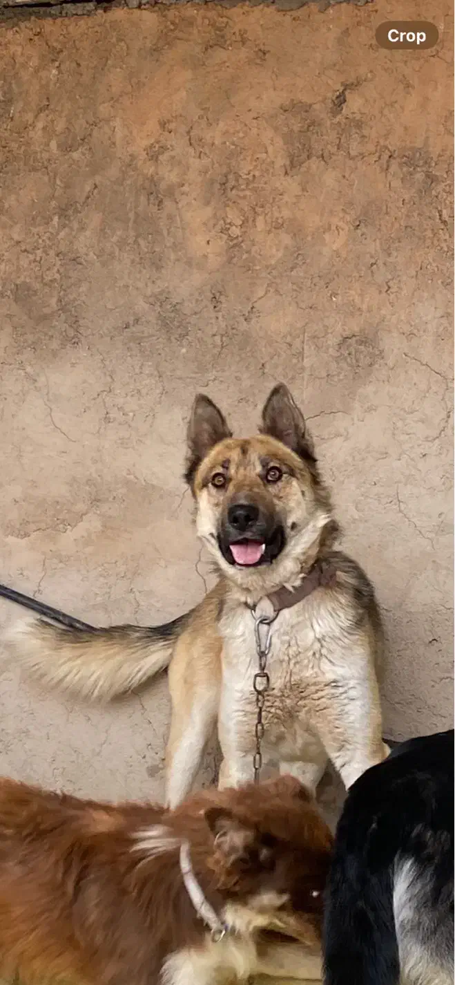 گمشده|حیوانات|تبریز, |دیوار