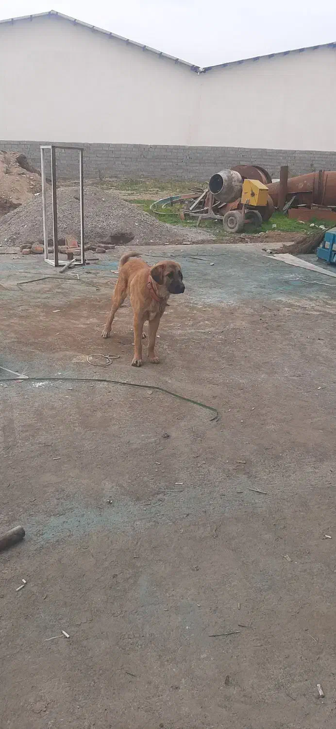 سگ خراسانی نر|سگ|جلین, |دیوار