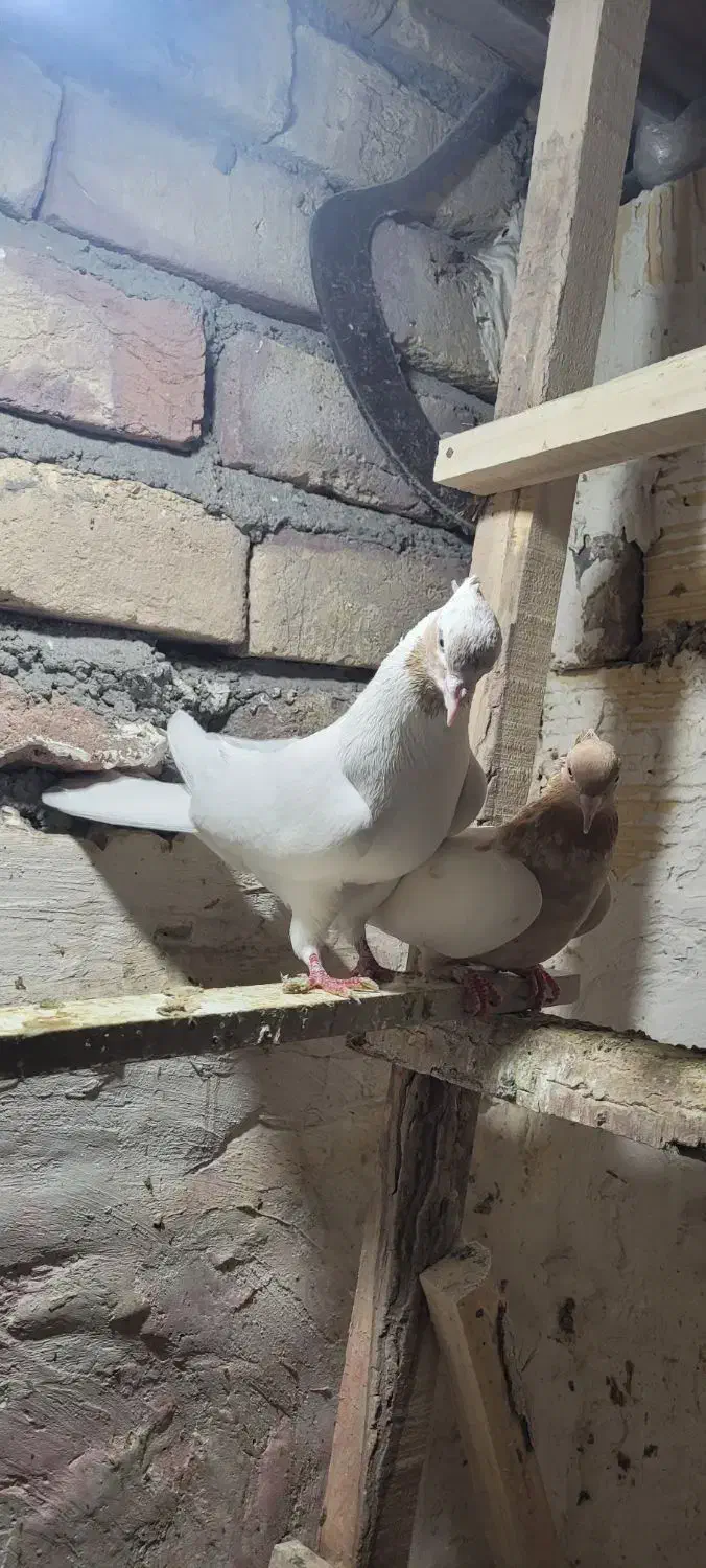 کبوتر|پرنده|ساوه, |دیوار