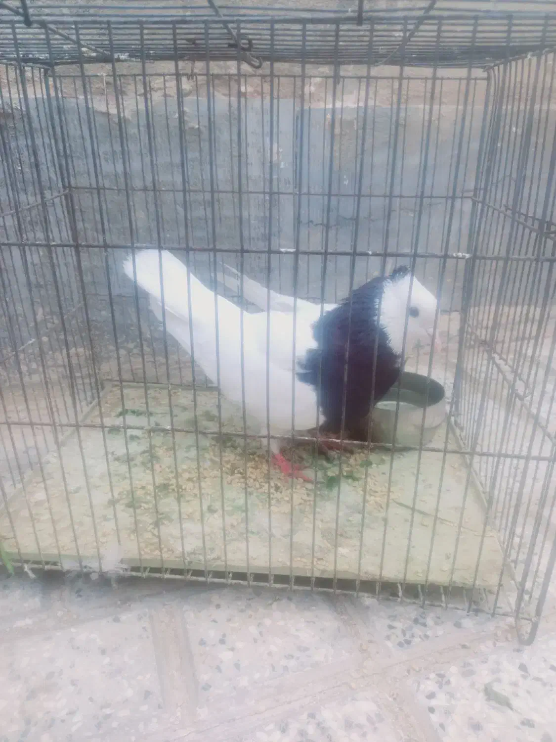 طوقی سالم|پرنده|جغتای, |دیوار