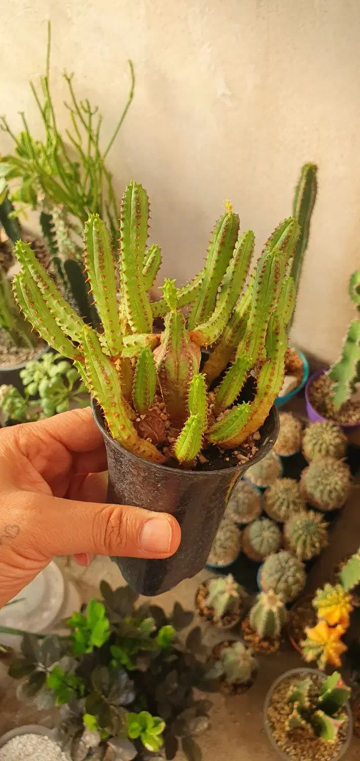 گیاه کاکتوس افوربیا|گل و گیاه طبیعی|تهران, ائمه اطهار|دیوار