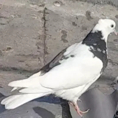 کبوتر|حیوانات|کرمانشاه, |دیوار