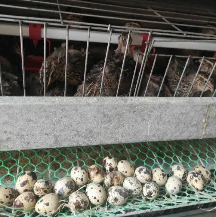 بلدرچین ۵۰ روز تازه به تخم آمدن|حیوانات مزرعه|اهواز, منبع اب|دیوار