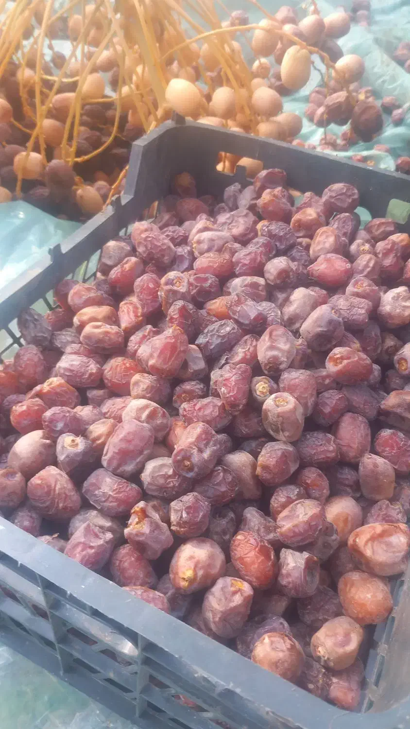 خرما مرداسنگ و مضافتی|خوردنی و آشامیدنی|بلوک, |دیوار