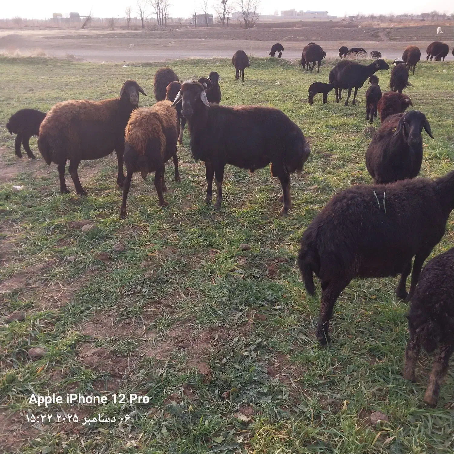 قوچ|حیوانات مزرعه|فامنین, |دیوار