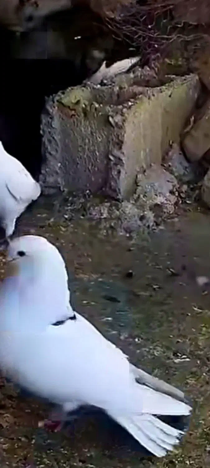 کبوتربازان|پرنده|فومن, |دیوار