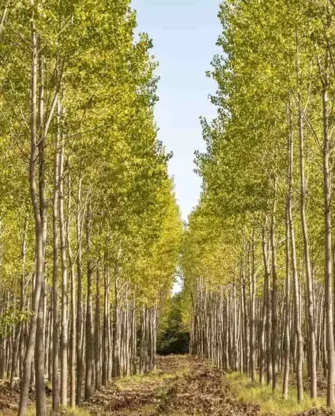 ارائه و توزیع نهال کبوده|خدمات باغبانی و درختکاری|رامجین, |دیوار