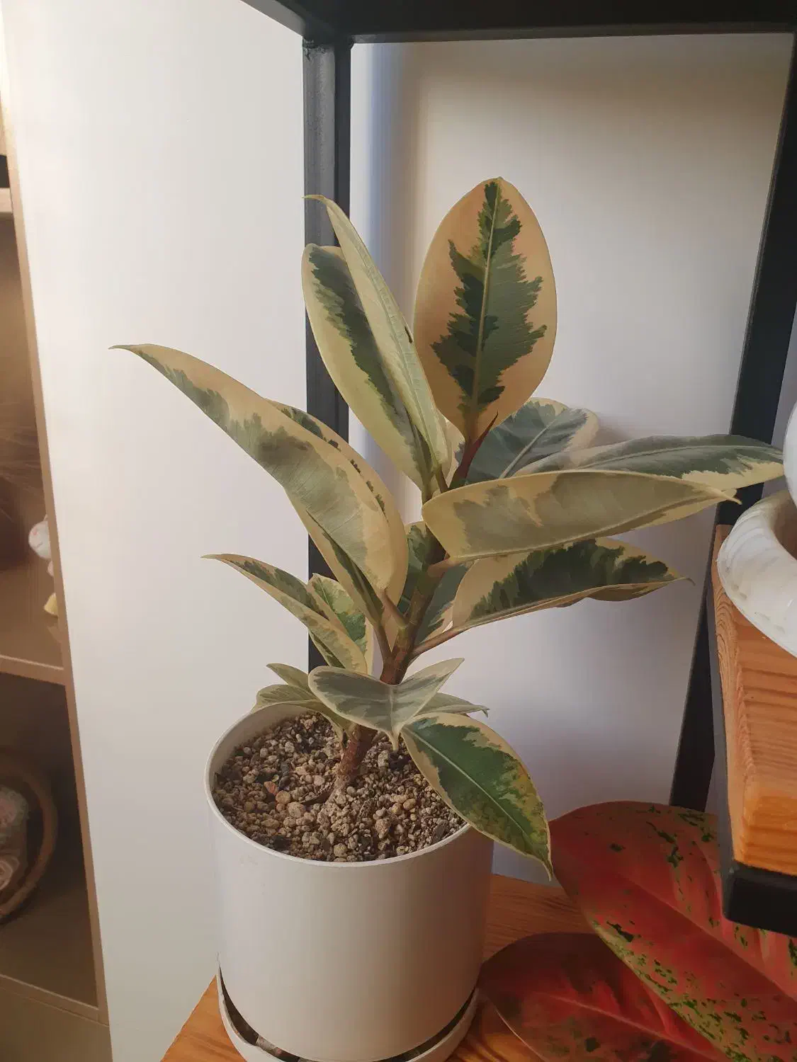 فروش گل های آپارتمانی|گل و گیاه طبیعی|ساری, |دیوار