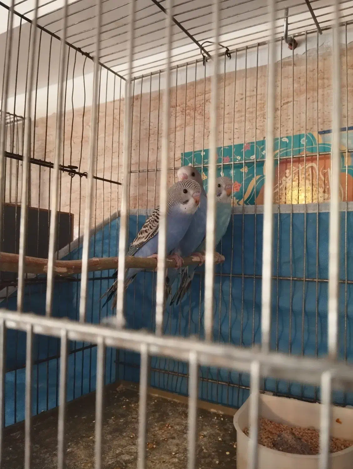 ۱عددمرغ عشق نر|پرنده|قم, شهرک مهدیه (مدرس)|دیوار