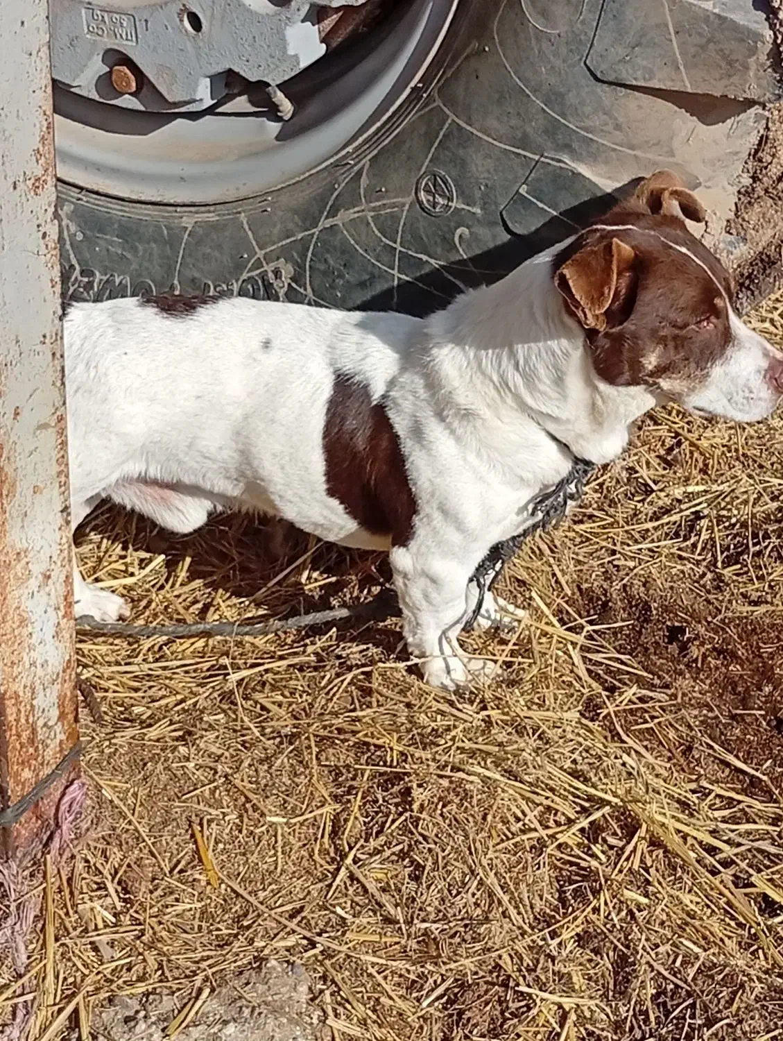 سگ پاکوتاه|سگ|آق قلا, |دیوار