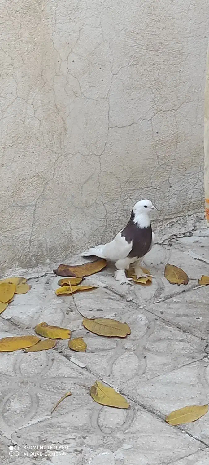 کبوتر|پرنده|سپیدان, |دیوار