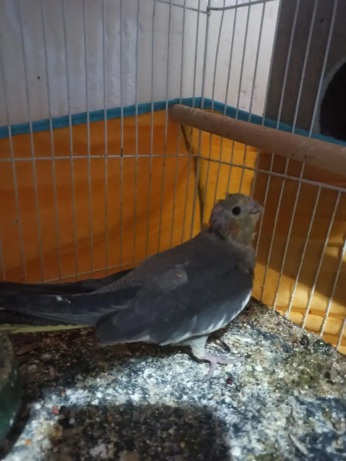 دوعددجوجه عروس هلندی هردوجنسیت نر|پرنده|فردوس (خراسان), |دیوار