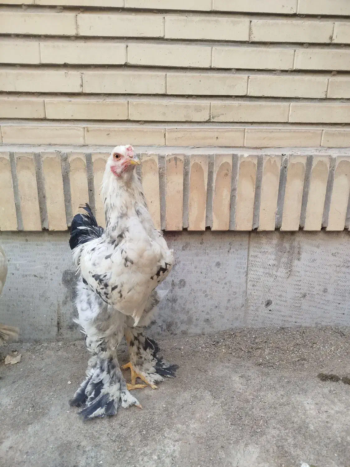 خروس برهما|حیوانات مزرعه|هشتگرد, فاز ۳ مهستان|دیوار