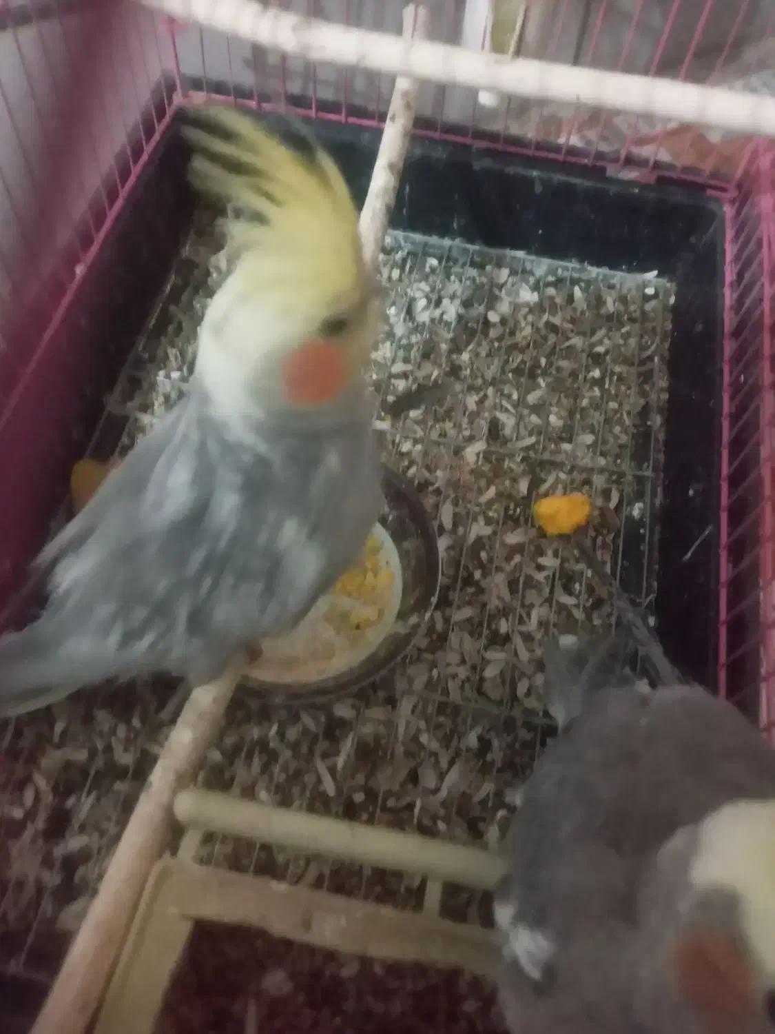 ۱ یی جفت عروس هلندی|پرنده|فارسان, |دیوار