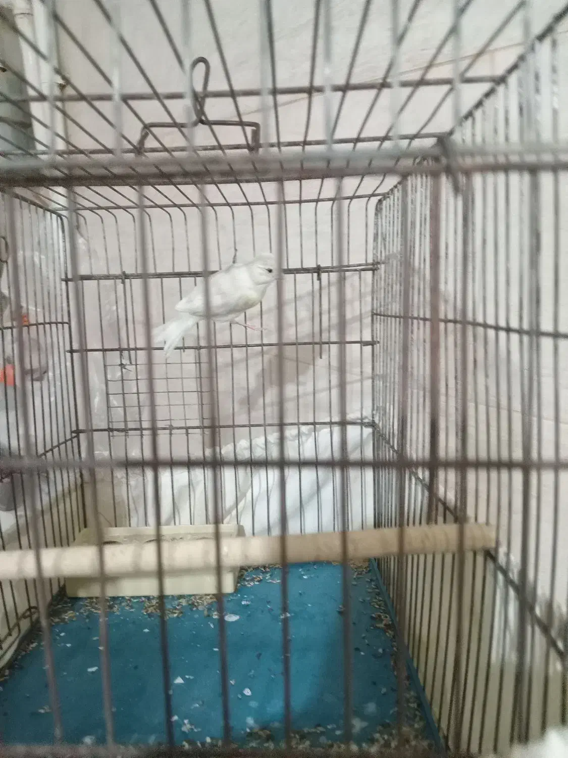 فروش قناری نر|پرنده|بهبهان, |دیوار