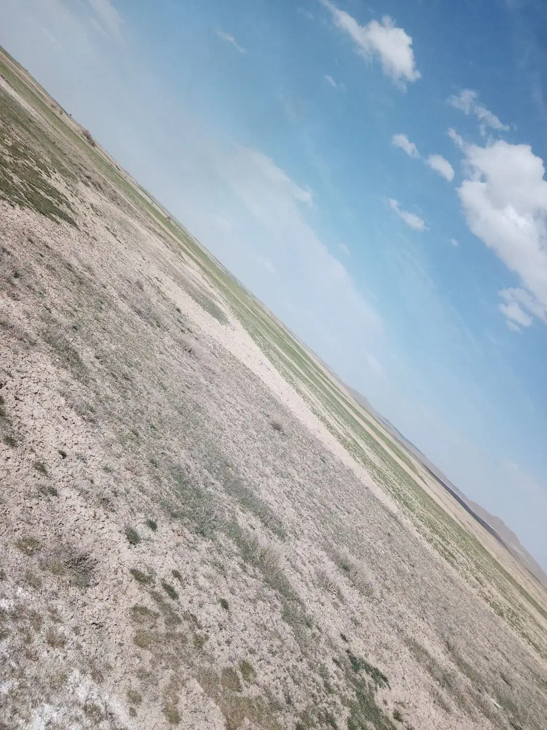 کاه گندم|لوازم جانبی حیوانات|دلبران, |دیوار