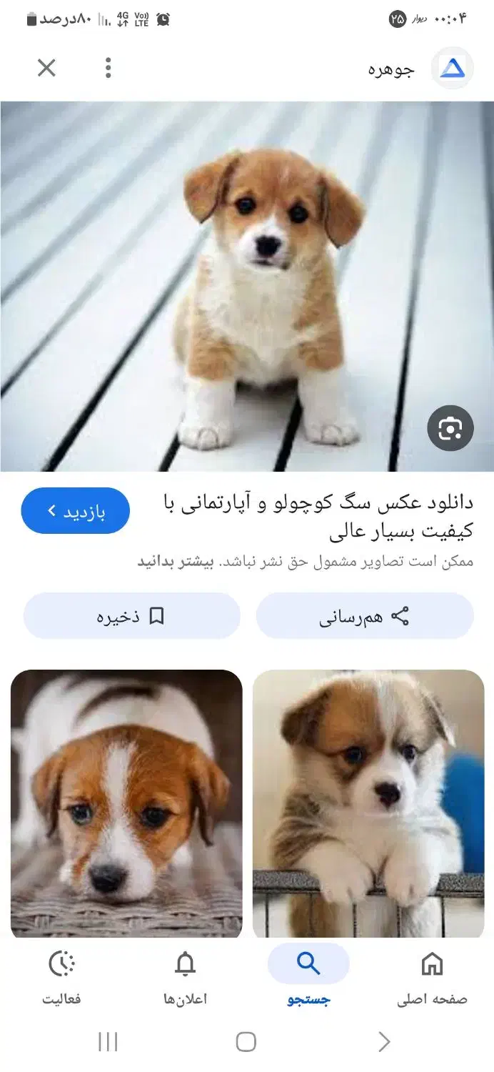 گمشده|حیوانات|صوفیان, |دیوار