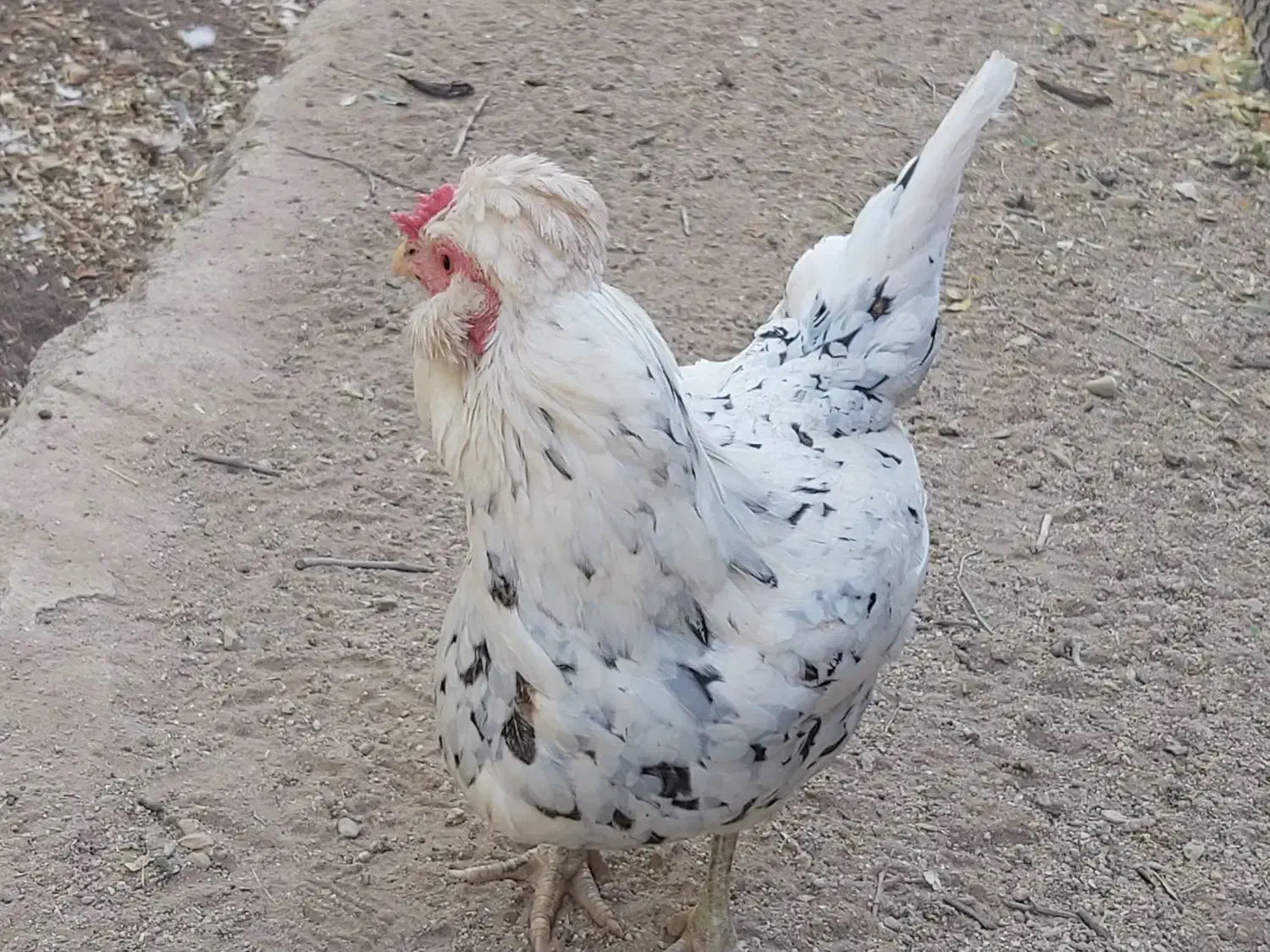 فروش مرغ و خروس گلین|حیوانات مزرعه|یزد, |دیوار