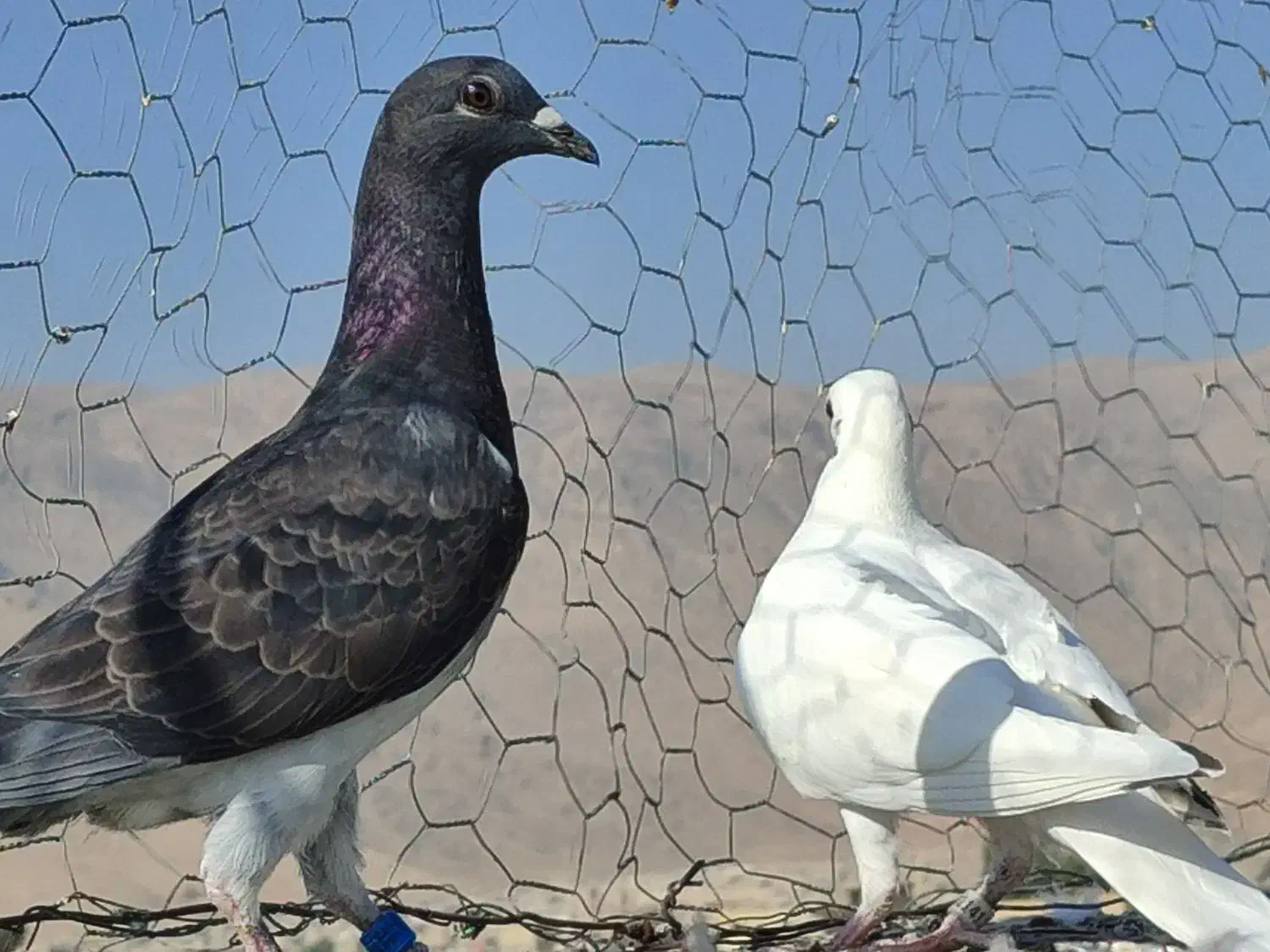 کبوتر کفترگم شده|پرنده|شیراز, محمودآباد|دیوار