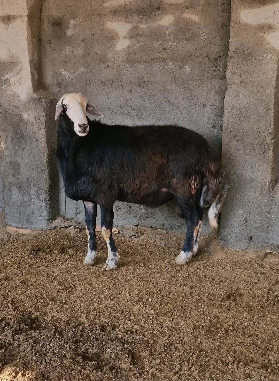 قوچ قره چال اصل|حیوانات مزرعه|سیمین شهر, |دیوار