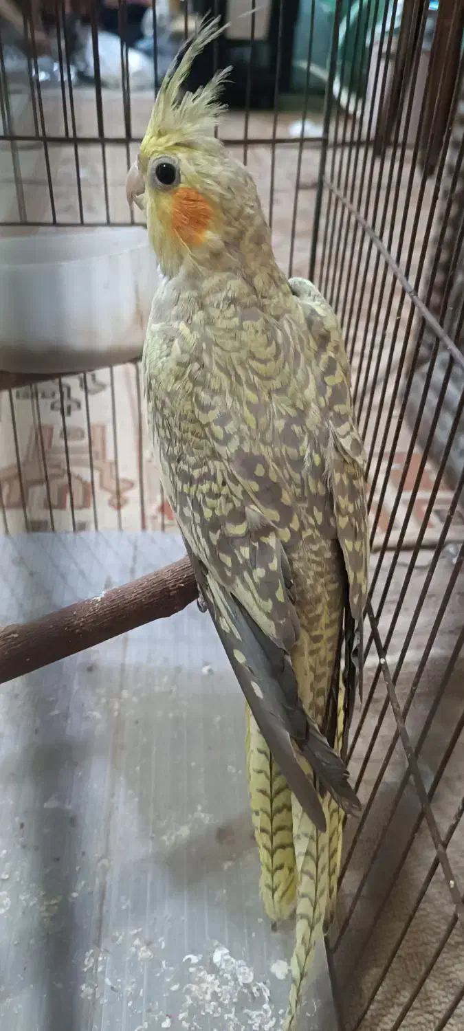 پرنده|پرنده|سیرجان, |دیوار