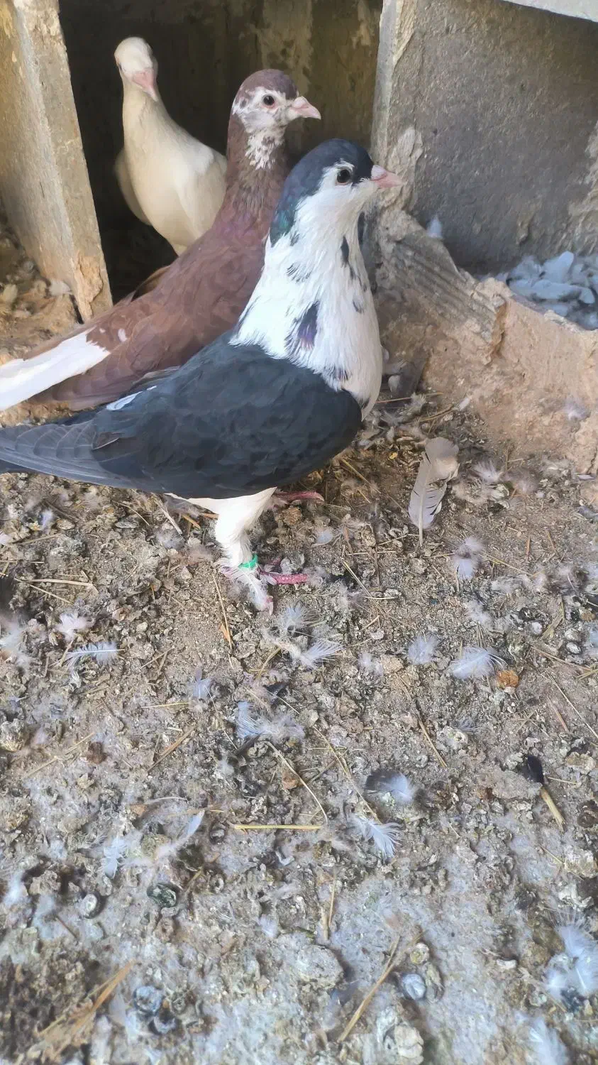 کبوتر سینه قهوای  طوق الماس  عطیقه|پرنده|زابل, |دیوار