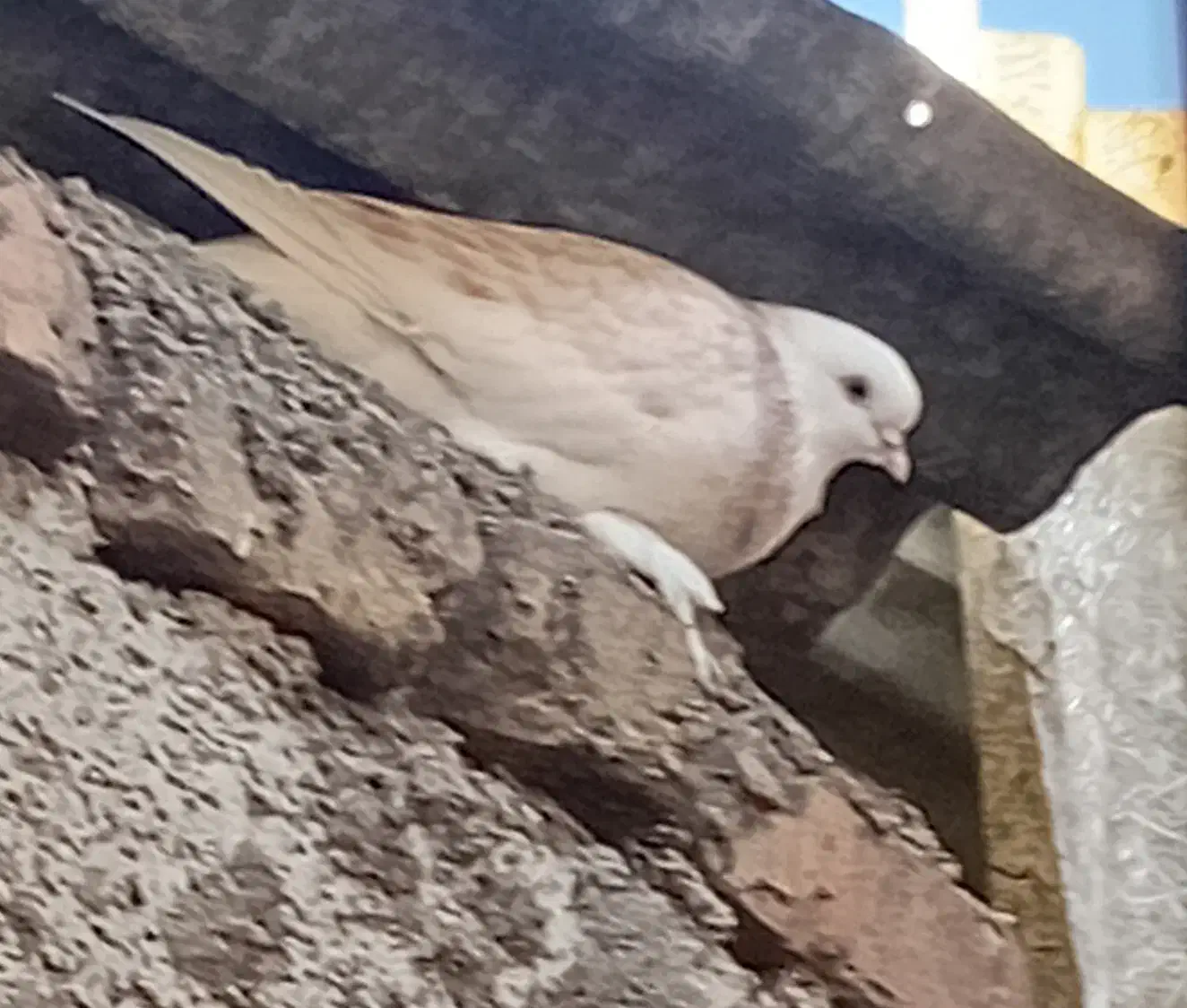 کبوتر|پرنده|قائم‌شهر, |دیوار