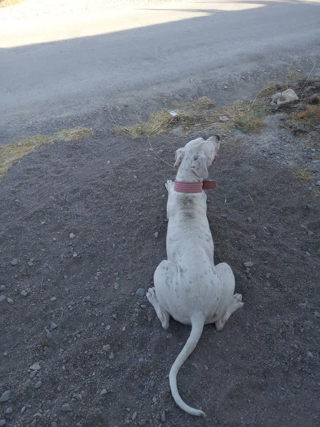 ماده داگو آرژانتین|سگ|مشهد, جاهد شهر|دیوار