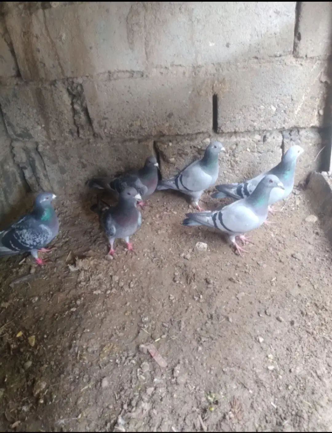 پلاکی|پرنده|ملکان, |دیوار