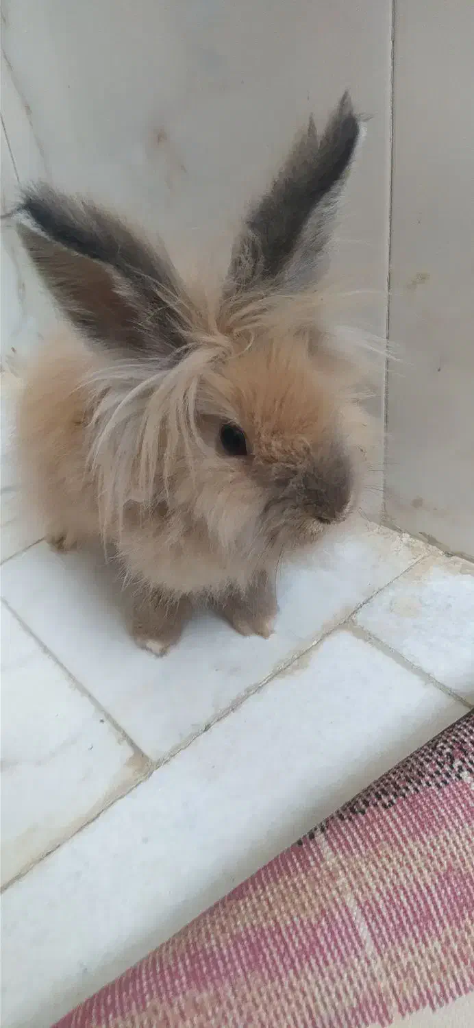 خرگوش لوپ|موش و خرگوش|سنندج, |دیوار