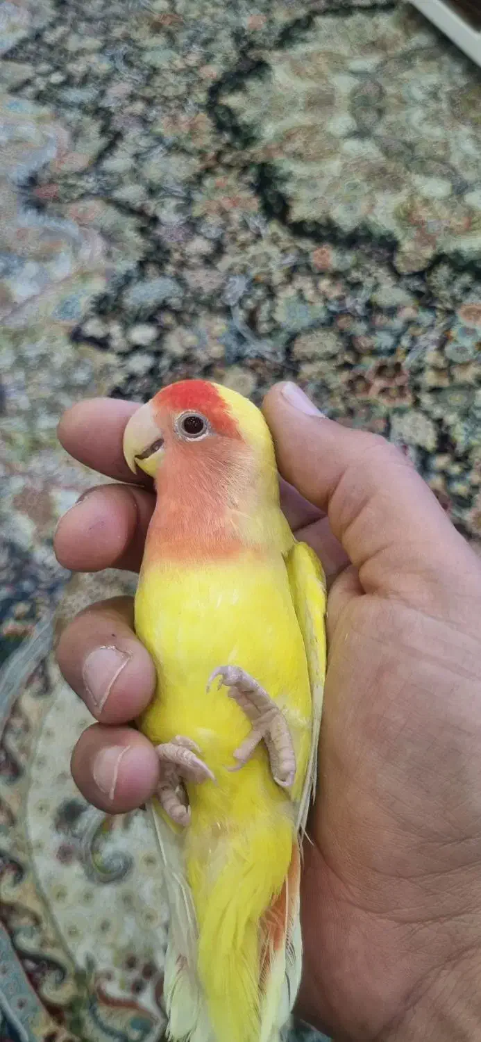 کوتوله برزیلی دستی|پرنده|صدرا-فارس, فاز ۱|دیوار