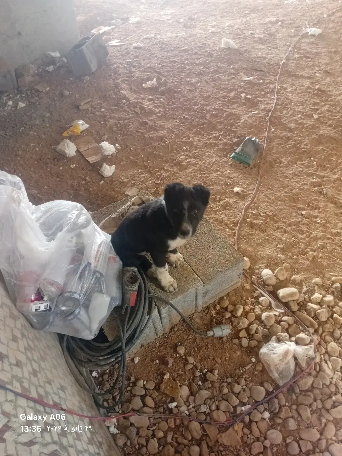 توله سگ سرابی|سگ|شیراز, کوشک میدان|دیوار