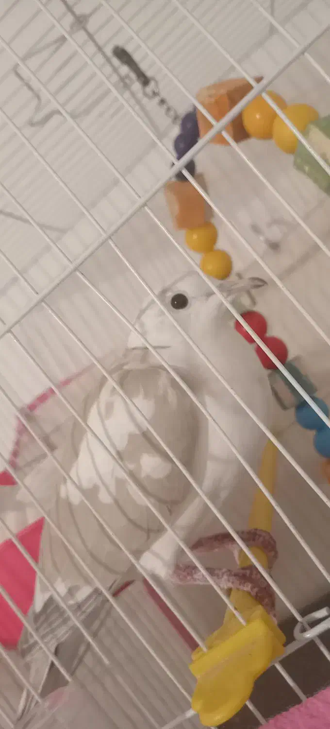 کبوتر|پرنده|مشهد, رده|دیوار