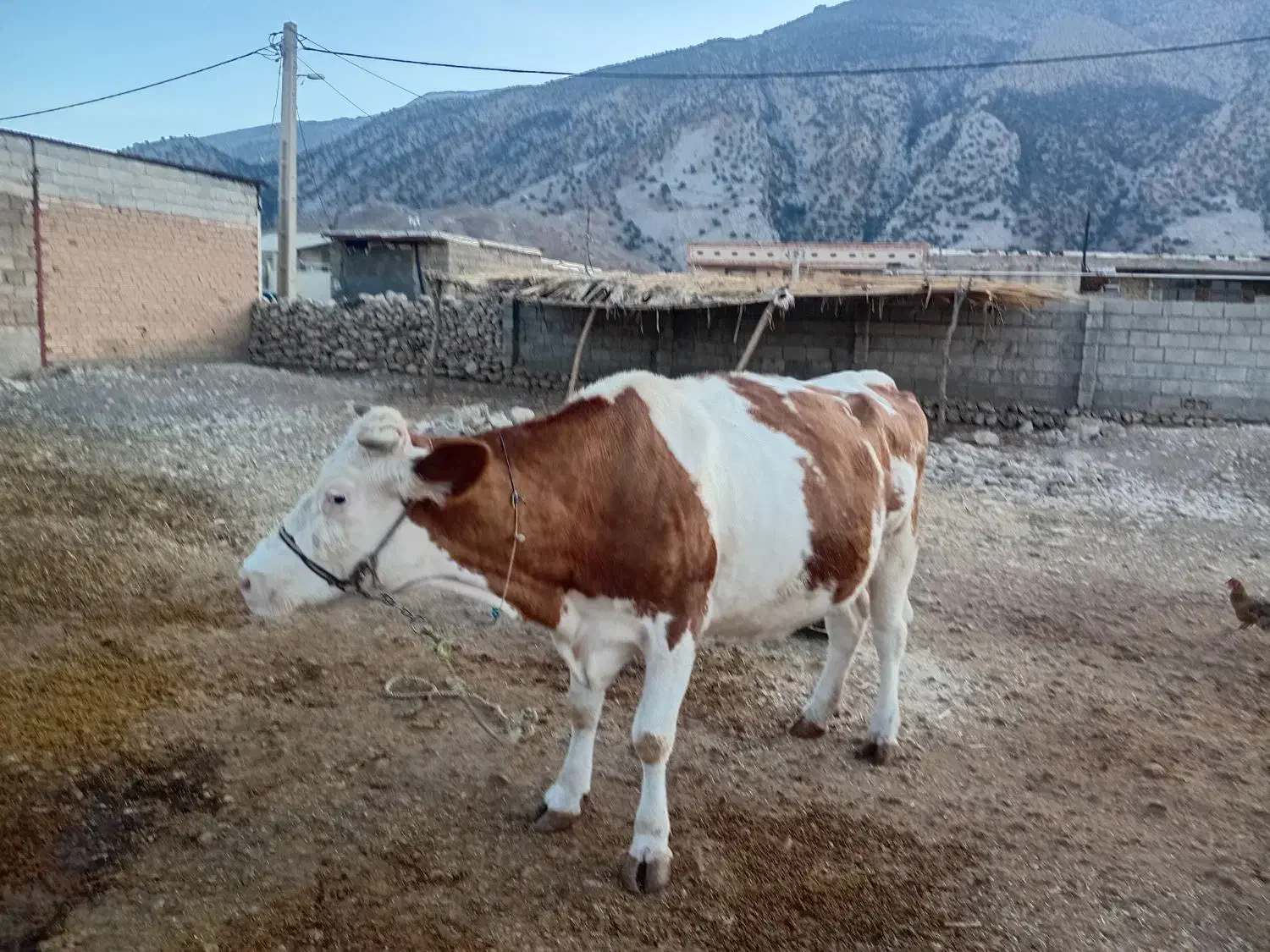 فروش گاو سیمتال|حیوانات مزرعه|سیوان, |دیوار