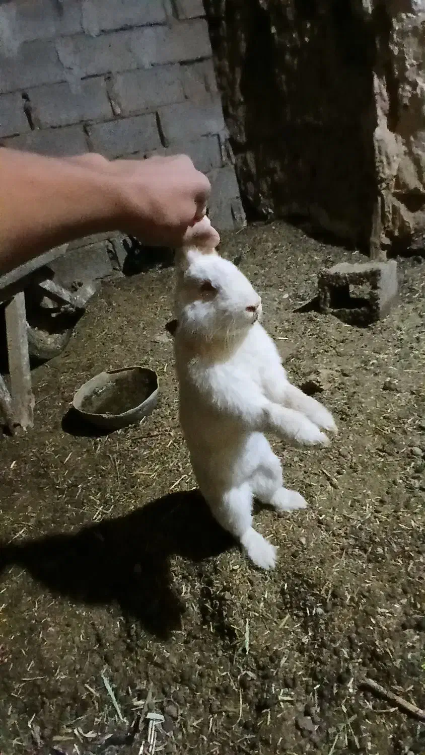 خرگوش|موش و خرگوش|خواف, |دیوار