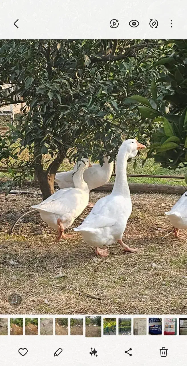 جوجه غاز اوکراینی|حیوانات مزرعه|ساری, |دیوار