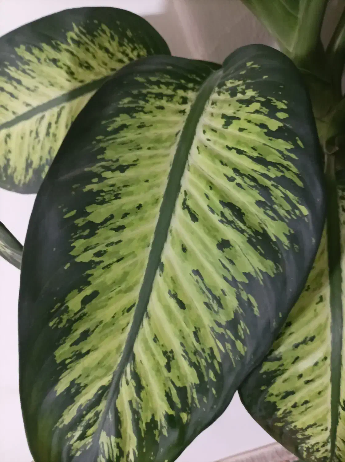 گل دیفن با خیا|گل و گیاه طبیعی|کرمانشاه, |دیوار