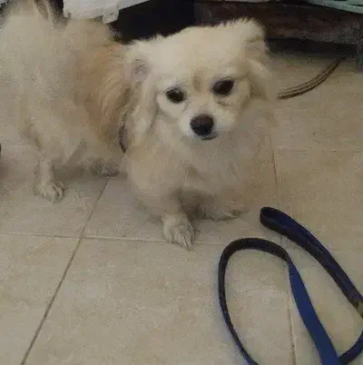 سگ پامر|سگ|سرپل ذهاب, |دیوار