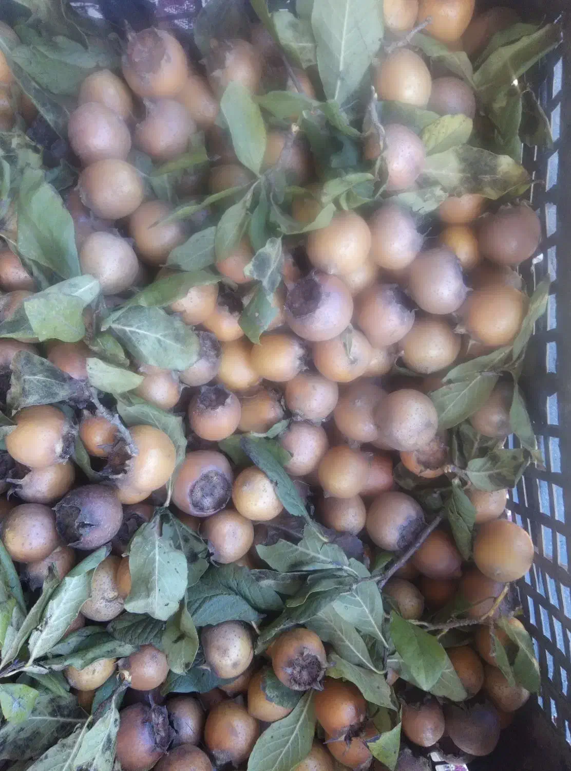 ازگیل جنگلی|خوردنی و آشامیدنی|واجارگاه, |دیوار