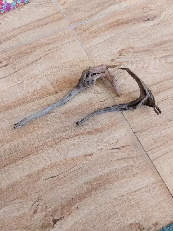 آبنوس|لوازم جانبی حیوانات|رامسر, |دیوار