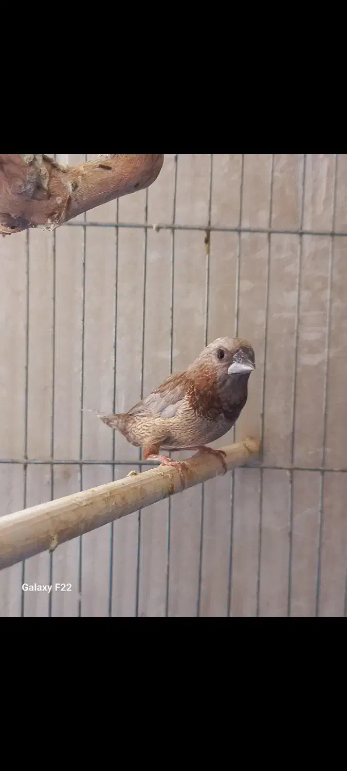 فنچ بنگالی پرل شکلاتی مست|پرنده|هشتگرد, هشتگرد قدیم|دیوار