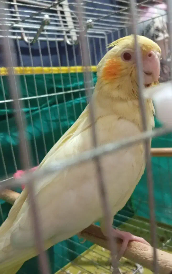 لوتینو|پرنده|کرمان, |دیوار