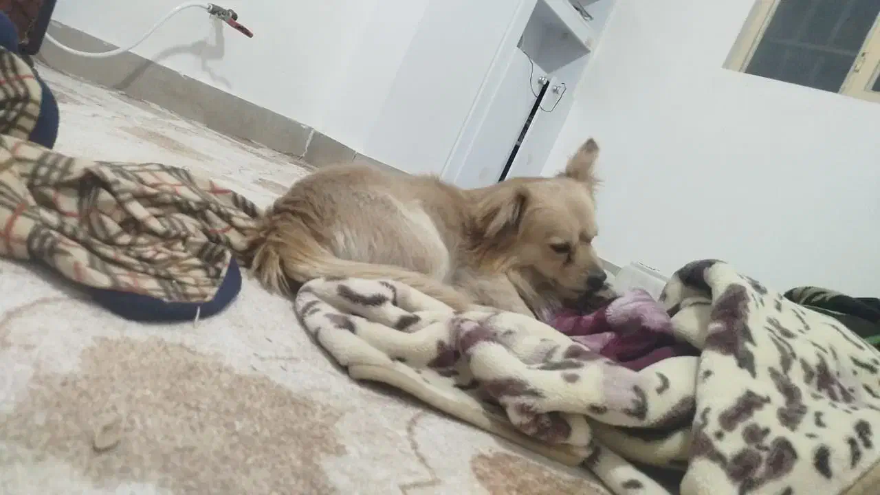 سگ بامر روباهی بافهم|سگ|بوشهر, |دیوار