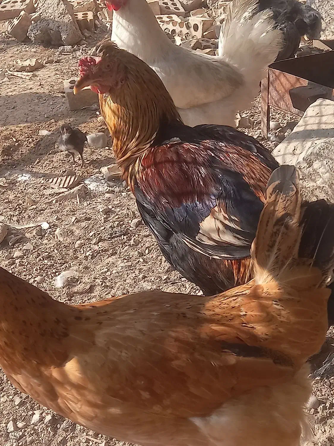 دومرغ جوا ن و خروس|حیوانات مزرعه|شوشتر, |دیوار