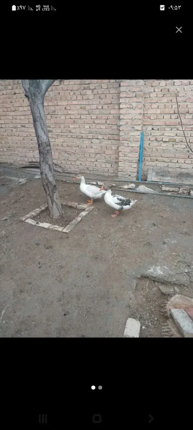 غاز|حیوانات مزرعه|کبودرآهنگ, |دیوار