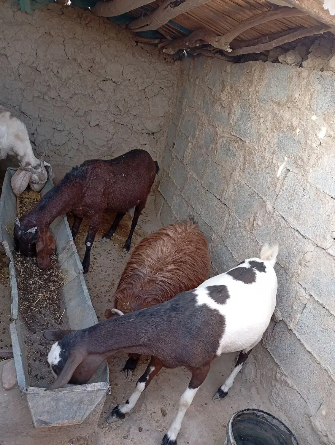 بز مری|حیوانات مزرعه|قرقری, |دیوار