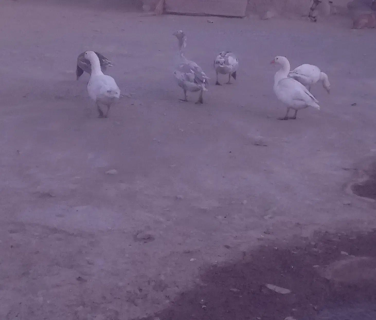 چهارتا غاز فروشی|حیوانات مزرعه|بازفت, |دیوار